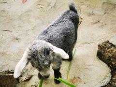 -深圳野生动物园