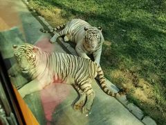 -北京野生动物园