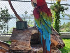 -西霞口神雕山野生动物世界