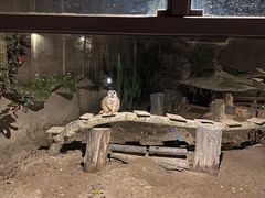 -清迈夜间动物园