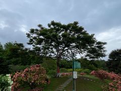 -中国科学院西双版纳热带植物园