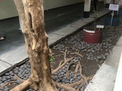 -巴厘岛黄金金兔咖啡工厂