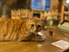 -猫猫幼稚园·撸猫·桌游·电玩