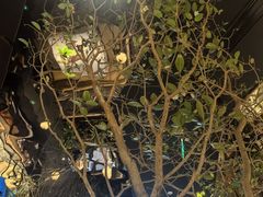 -桂满陇·海市蜃楼·黑金(国金店)