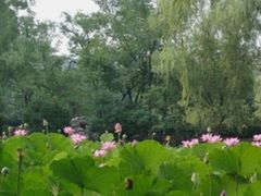 -莲湖公园