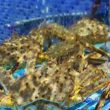 成都粤菜酒楼❗️吃到了正宗蚵仔煎