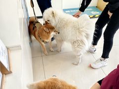 -美联众合动物医院·24h京西诊疗中心