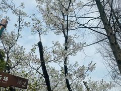 -上海滨江森林公园