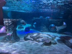 -上海海洋水族馆