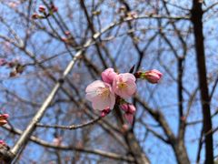 -顾村公园