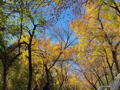 -三里屯东五街银杏大道