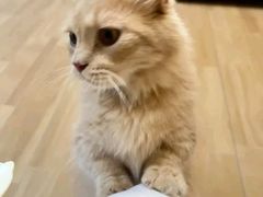 -唐小姐の私宠·宠物洗护美容·撸猫馆·购宠(周浦万达旗舰店)