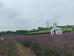 -紫颐香薰山谷景区