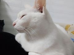 -芭比堂动物医院·心脏专科·夜诊·吉雅分院