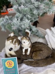 -IMON·HANSA潮玩玩偶毛绒玩具(通州万象汇店)