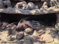 -海南热带野生动植物园