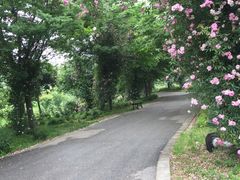 -鹅湖玫瑰文化园