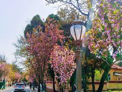 -八大关景区