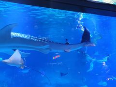 -烟台海昌鲸鲨海洋公园