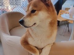 -怪兽屋·羊驼·猫咖·狗咖(俊华广场店)