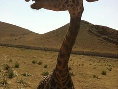 -新疆天山野生动物园