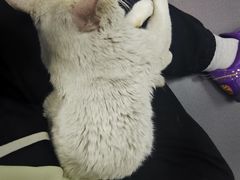 -宠颐生斯嘉宠物医院·急重症·心内科(谷阳北路分院)