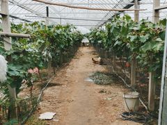 -马陆小张葡萄园农家乐