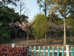 -高东镇樱花园