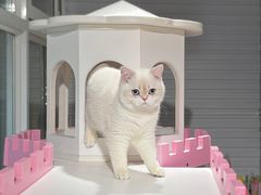 -青奢宠物·青奢猫舍