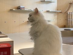 -飞行喵MR PILOT|猫舍·猫咖(静安大融城店)