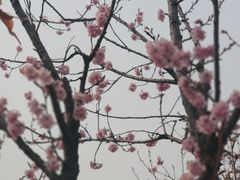 -古柏渡飞黄旅游区