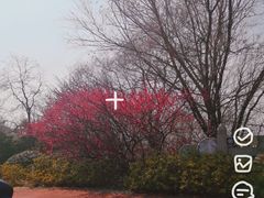 -西京湾花海