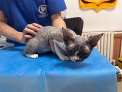 -宠福鑫动物医院(望京分院)