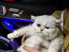 -北京观赏动物医院·24小时大型综合·猫专科·异宠专科