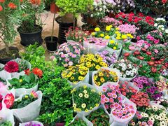 -双季花艺园艺市场(浦东店)