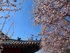 -桃花堤公园