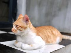 -251#coffee roasters(沿河东路店)