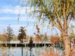 -泗洪洪泽湖湿地景区