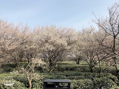 -东湖磨山景区