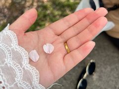 -武汉大学-樱园