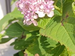 -中国兰州拉面(西湖文化广场店)