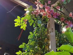 -吴越荣记苏州菜·松鼠桂鱼100%活鱼现做(斜塘老街店)