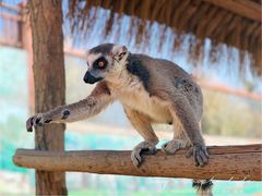 -济南野生动物世界