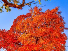 -五角枫生态旅游景区