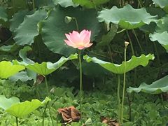 -荔湾湖公园