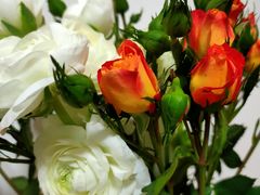 -秦美花卉(天朗·莱茵小城2期店)