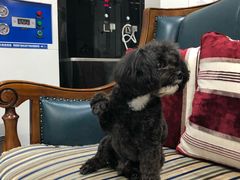 -欧奕国际动物医院