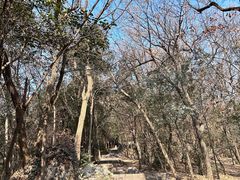 -紫金山山顶公园