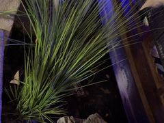 -绿茶餐厅(燕郊永旺店)