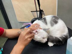 -PETKIT 小佩宠物·低压洗护·美容·寄养(安远店)